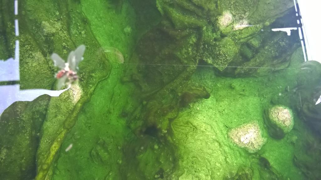 Hotel Terme Belvedere Abano Terme Eksteriør billede
