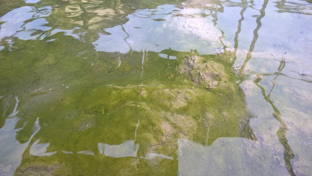 Hotel Terme Belvedere Abano Terme Eksteriør billede